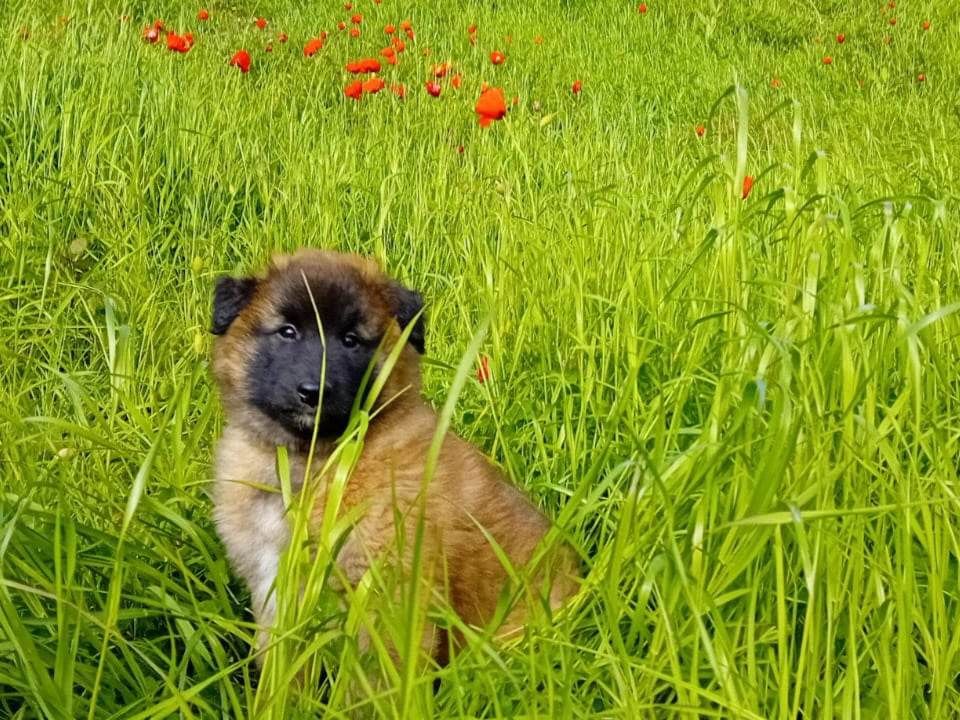 Lembais - Chiots disponibles - Berger Belge